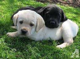 Are you ready to take care of a medium to large size dog? Goldador Puppies Lab And Golden Retriever Mix Best Of Goldenretrieverpuppiescalifornia Puppy Mix Puppies Dog Breeds