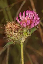 Image result for Trifolium