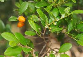 Image result for Diospyros consolatae