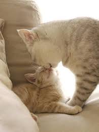 Pin Di Ismail Tufan Su My Best Friend Animali Carini Gatti Carini Gatti Pazzi