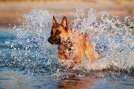 Their responsibilities have ranged from herding and protecting livestock, to dispatching vermin, to guarding the home and. Shepherd Breeds 11 Different Types Of Shepherd Dogs