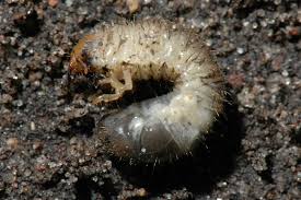 Check out some frequently asked questions on saferbrand.com! Do Not Treat Japanese Beetle Grubs In Spring