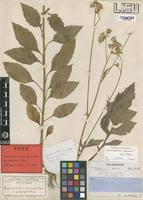 Image result for Crassocephalum rubens