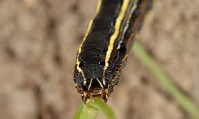 Black And White Striped Caterpillar With Orange Dots Yellowstriped Armyworm Spodoptera Ornithogalli