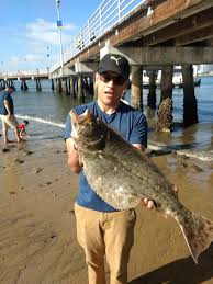 Maybe you would like to learn more about one of these? Ferry Landing Oct 9th 18 San Diego Fishing Forums