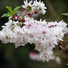 Zuzu Fuji Cherry Prunus Incisa Rinpo In Bourbonnais Tinley Park Orland Park Homer Glen Illinois Il At Woldhuis Farms Sunrise Greenhouses