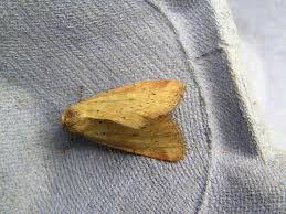 Image result for Photedes minima