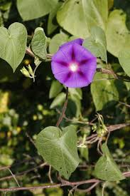 Image result for Ipomoea venosa