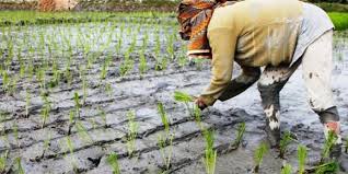 Bungan dengan kesehatan reproduksi dan 20. Berikan Banyak Manfaat Untuk Petani Kur Kini Bisa Diajukan Melalui Kostrani Halaman All Kompas Com