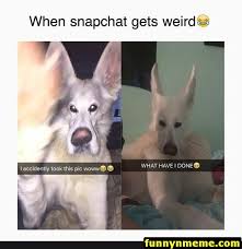 Funny Memes 61 Pictures Funnymemes Funnypictures Humor Funnytexts Funnyquotes Funnyanimals Funny Lol Ha Funny Dog Memes Dog Quotes Funny Funny Dogs