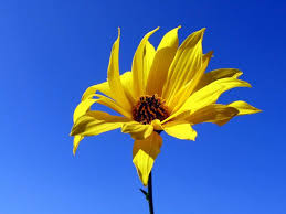 Blumen haben eine heilende kraft. Schone Blumen Tapeten Hd Schone Blumen Tapete 1024x768 Wallpapertip