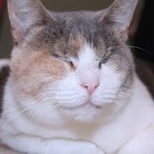 Ever wondered why your cat is squinting one eye? Blindness In Cats