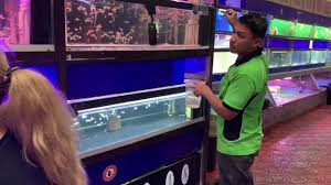 Visited aquarium shop at shah alam (xian long. Jom Singgah Kedai Aquatic Terbesar Xian Long Aquatic Youtube