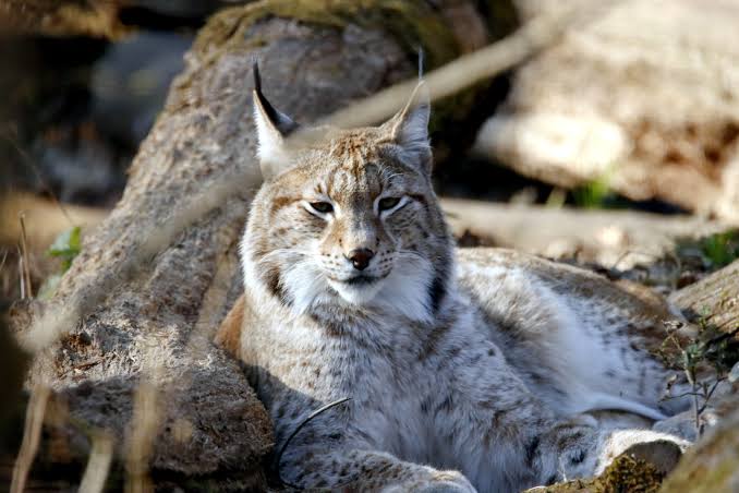 A Canada Lynx Lying Beside Wooden log · Free Stock Photo