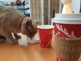 A clean cat is a happy cat, and we're here to help! Pup Cups Are For Cats Too Starbucks