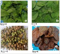 Image result for Alchornea cordifolia