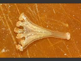 Lucernariopsis is a stalked jellyfish genus. Calvadosia Campanulata Lamouroux 1815 A Stalked Jellyfish Staurozoa Images