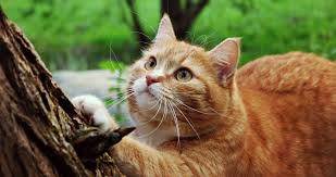 Gold Cat Wallpaper 4k Ultra Hd Wallpaper Cat Wallpaper Cats Cat Fur