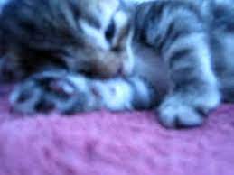 Kittens With Hiccups Youtube