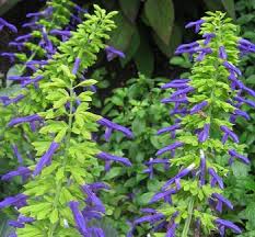 Pin On Gardening