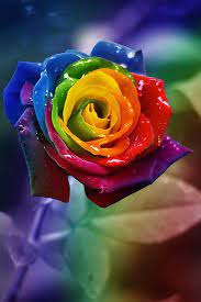 La county fair rainbow images rainbow flowers rose art home and garden bloom plants bones colour. Pin By Anna Smith On Rainbow Rainbow Roses Rainbow Flowers Beautiful Roses