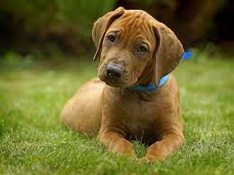 Rhodesian Ridgeback For Sale Rhodesian Ridgeback Puppies Rhodesian Ridgeback Rhodesian Ridgeback Puppies Healthy Puppy