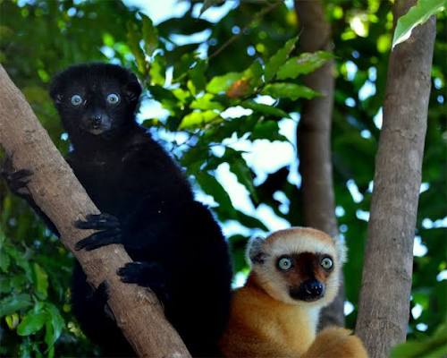 The Blue-eyed black lemur is the iconic symbol of the A.E.E.C.L. - Lemur  Association. This is because their work in Madagascar takes place mostly in  the Sahamalaza Peninsula, where it is the