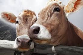 15 Facts That Will Instantly Make You Happier Cow Cute Cows Animals