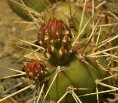 The problem is being stuck with a large joint of, say, a cholla cactus. Spines Prickles And Thorns Wnps Blog Botanical Rambles