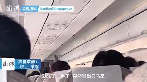 東航班機高空飛行期間機艙內竟飛出1隻小鳥＊ 阿波羅新聞網
