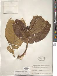 Image result for Tabernaemontana crassa