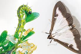 Image result for caterpillar box tree moth inside buxus plant