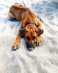 Image result for rhodéský ridgeback