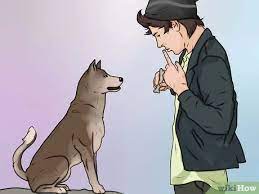 How to train a dog to bark at intruders. 3 Ways To Stop Your Dog From Barking At Strangers Wikihow