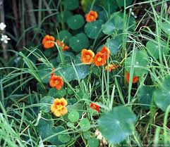 Image result for Turneraceae