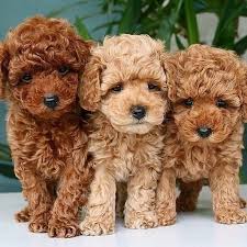 This poodle cut is the easiest to achieve as you only need to cut all the hair in the body to the same size; Il Barboncino Blog On Instagram Barboncino Barboncini Barboncinotoy Barboncinonano Ba Mini Poodle Puppy Teacup Poodle Puppies Mini Poodles