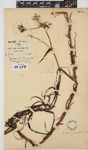 Image result for Sonchus schweinfurthii