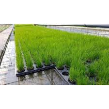 Dwarf Hairgrass Care Guide – Planting, Growing, And Propagation - Shrimp  And Snail Breeder