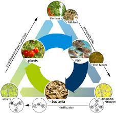 Symbiotic Aquaponic Cycle Download Scientific Diagram