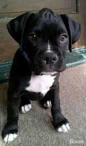 Don T Worry You Ll Grow Into That Cute Little Conehead Boxer Dog Pup Boxerdogi Boxerdoglovers Via Kaufmannspuppy Cok Sirin Hayvanlar Hayvan Bebekler Ve Sevimli Kopekler