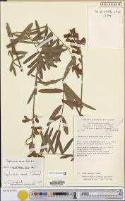 Image result for Tephrosia nana