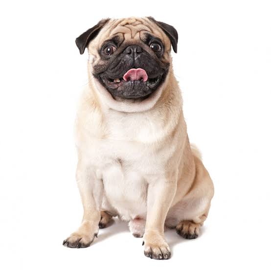 Dog jpg Images - Free Download on Magnific (formerly Freepik)