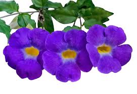 Image result for Thunbergia laborans