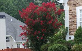 Make sure the roots stay moist as long as it's warm. Dynamite Crape Myrtle Lagerstroemia Indica Dynamite 3 Gallon Single Trunk Shrub Tree Flowering Trees Togogarden