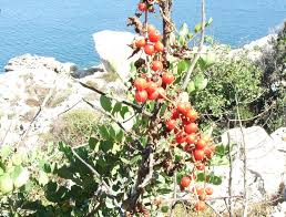 Image result for Dioscorea minutiflora