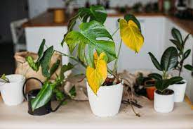 7 Reasons Houseplants Turn Yellow And How To Fix Them Plant Leaves Turning Yellow Plants Plant Leaves Turning