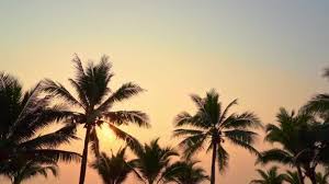 Leaves of palm tree isolated on the white background. 30 002 Palm Trees Stock Videos Royalty Free Palm Trees Footage Depositphotos