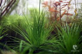 Image result for Eriocaulon schimperi