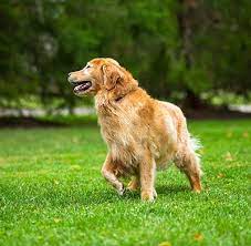 A comfort stop allows your pet to get out of the. Pet Stop Dog Fencing Products Gateway Pet Stop