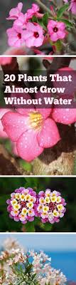 Flowers that don t need water. 20 Plants That Almost Grow Without Water Bless My Weeds